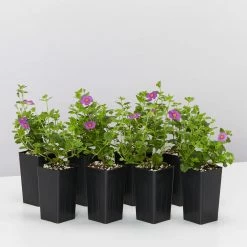 Shrubs Full Sun Bacopa Scopia Gulliver Violet