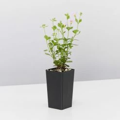 Shrubs Bacopa Scopia Sky Blue