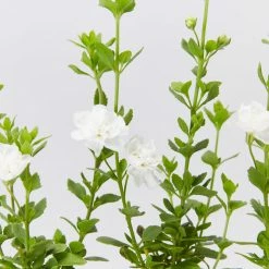 Shrubs Full Sun Bacopa Scopia Double Snowball