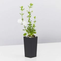 Shrubs Full Sun Bacopa Scopia Double Snowball