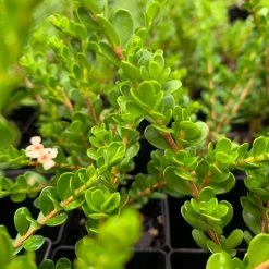 Shrubs Baeckea Mount Tozer 11 Shrubs Baeckea Mount Tozer