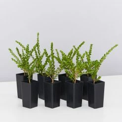 Shrubs Baeckea Mount Tozer