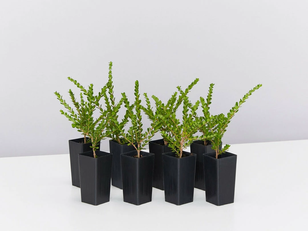 Shrubs Baeckea Mount Tozer 3 Shrubs Baeckea Mount Tozer