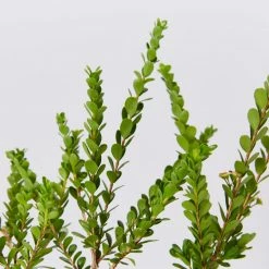 Shrubs Baeckea Mount Tozer