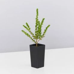 Shrubs Baeckea Mount Tozer 10 Shrubs Baeckea Mount Tozer