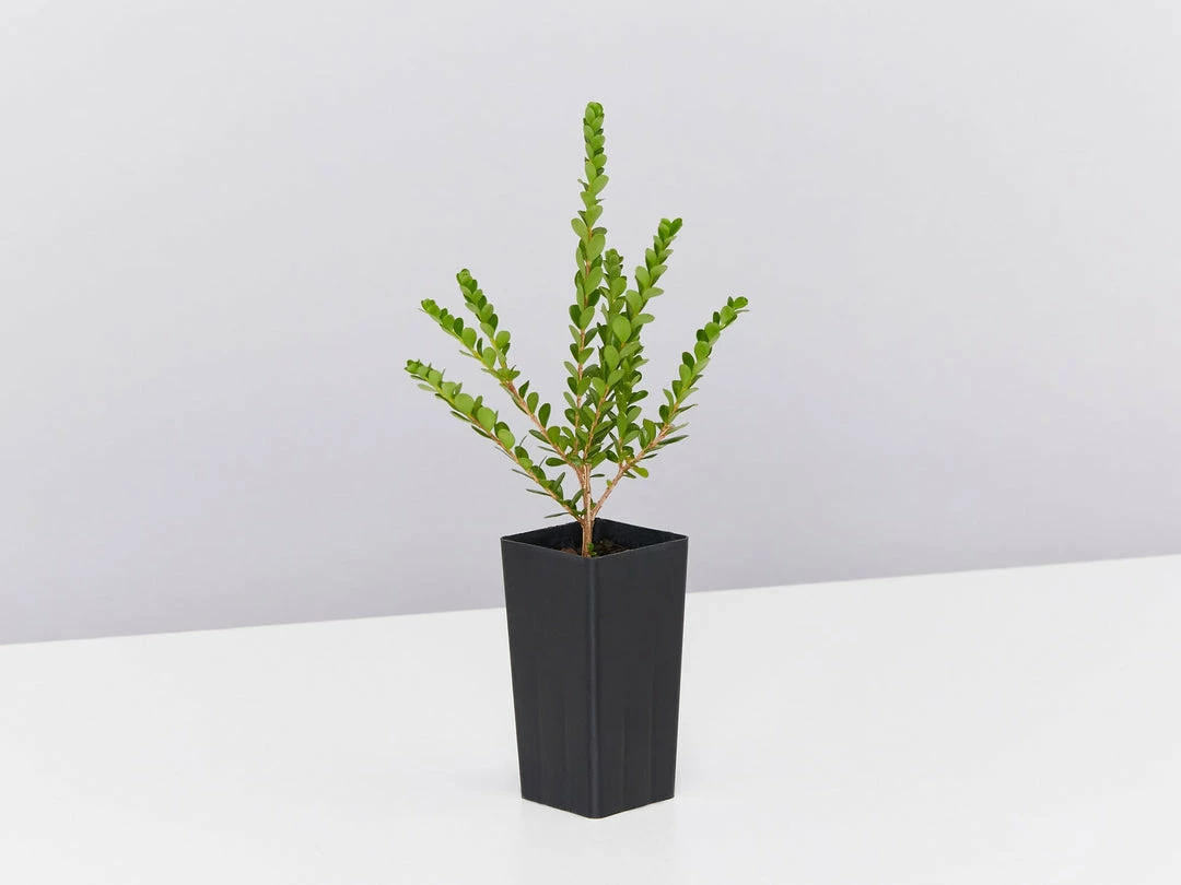 Shrubs Baeckea Mount Tozer 5 Shrubs Baeckea Mount Tozer