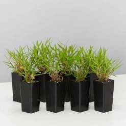 Hedge Shrubs Bambusa Pogonatherum Paniceum