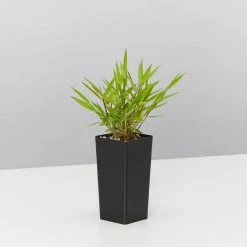 Hedge Shrubs Bambusa Pogonatherum Paniceum