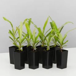 Shrubs Old Man Banksia (Banksia Serrata)