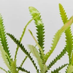 Shrubs Old Man Banksia (Banksia Serrata)