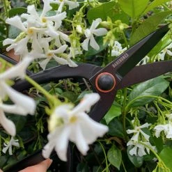 Barebones - Artisan Pruning Shears
