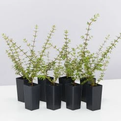 Shrubs Bauera Rubioides Hedging Plants