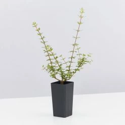 Shrubs Bauera Rubioides Hedging Plants