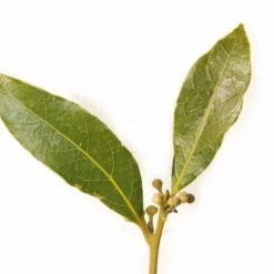 Shrubs Laurus Nobilis "Bay Tree"