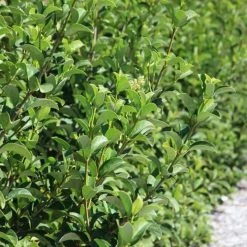Hedge Viburnum Odoratissimum 'Sweet Viburnum' Screening Plant Pack Hedging Plants 11 Hedge Viburnum Odoratissimum 'Sweet Viburnum' Screening Plant Pack Hedging Plants