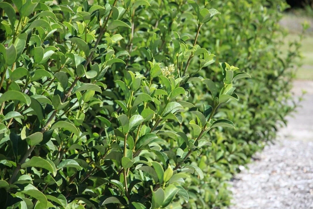 Hedge Viburnum Odoratissimum 'Sweet Viburnum' Screening Plant Pack Hedging Plants 6 Hedge Viburnum Odoratissimum 'Sweet Viburnum' Screening Plant Pack Hedging Plants