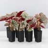 Indoor Garden Begonia Rex Looking Glass