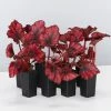 Indoor Garden Border Plants Begonia Rex Red Robin