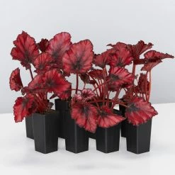 Indoor Garden Border Plants Begonia Rex Red Robin