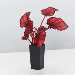 Indoor Garden Border Plants Begonia Rex Red Robin