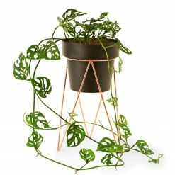 Bendo Plant Stakes & Stands 'PLANT' Indoor Plant Stand & Medium Pot Bundle