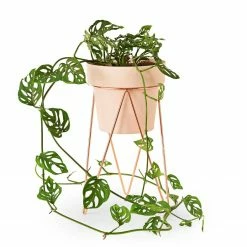 Bendo Plant Stakes & Stands 'PLANT' Indoor Plant Stand & Medium Pot Bundle