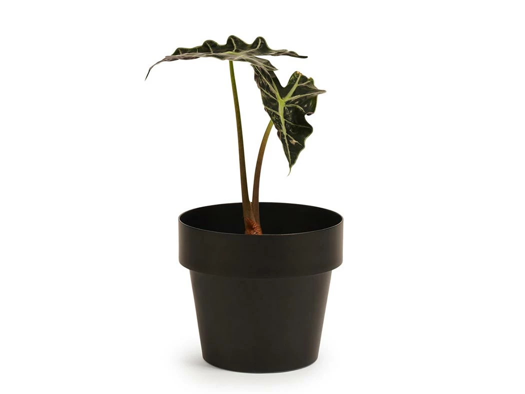 Bendo 'POT' Mini Indoor Plant Pot Pots & Hanging Baskets 3 Bendo 'POT' Mini Indoor Plant Pot Pots & Hanging Baskets