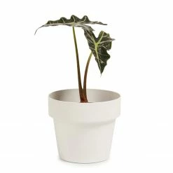 Bendo 'POT' Mini Indoor Plant Pot Pots & Hanging Baskets 8 Bendo 'POT' Mini Indoor Plant Pot Pots & Hanging Baskets