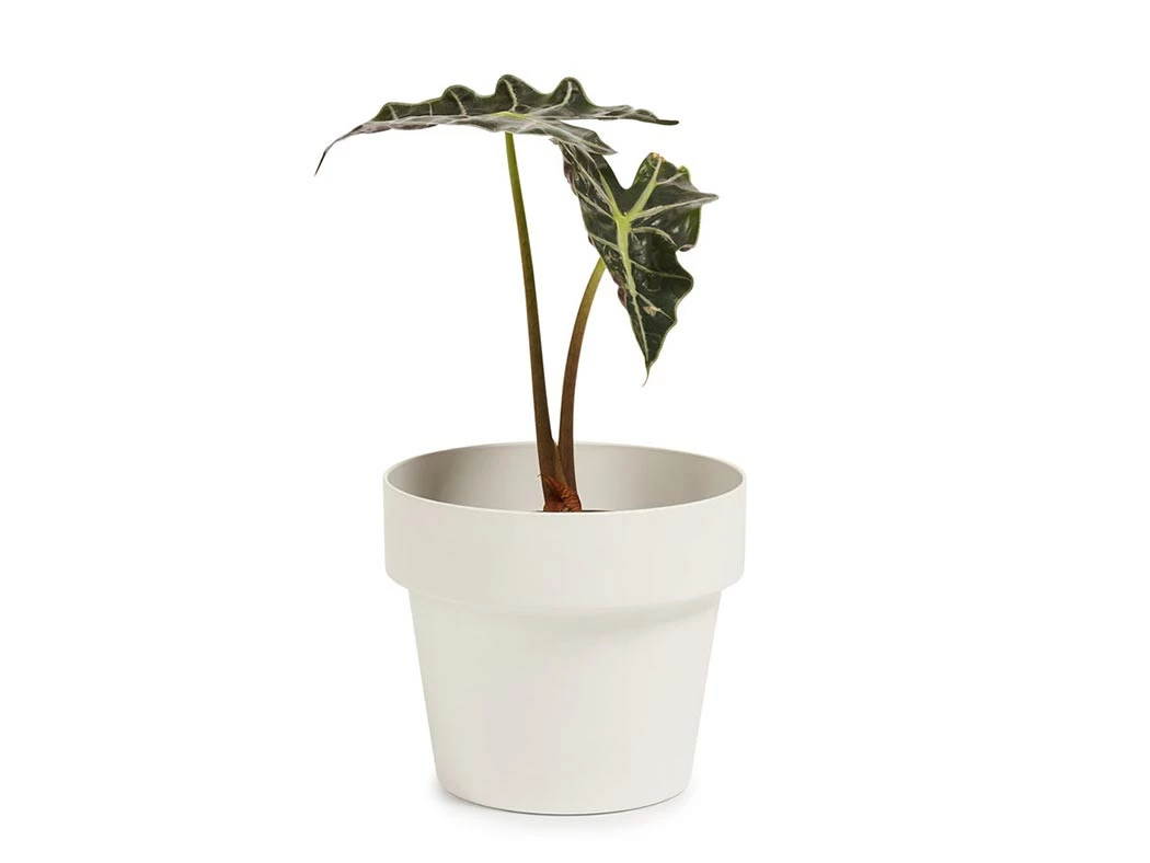 Bendo 'POT' Mini Indoor Plant Pot Pots & Hanging Baskets 5 Bendo 'POT' Mini Indoor Plant Pot Pots & Hanging Baskets