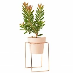 Bendo 'SHRUB' Plant Stand Mini & Small Pot Bundle Pots & Hanging Baskets