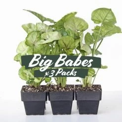 Indoor Garden Syngoniums Syngonium Podophyllum Roxana - 85mm