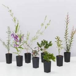 Shrubs Birds And Bees 🐝 Australian Native Plant Pack