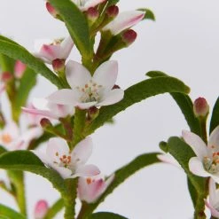 Shrubs Philotheca Myoporoides Winter Rouge