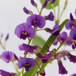 Ozbreed Meema™ Hardenbergia Violacea 'HB1' PBR Border Plants