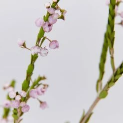 Shrubs Thryptomene Saxicola F.C. Payne