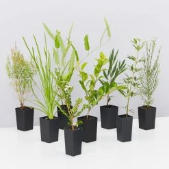 Shrubs Birds And Bees 🐝 Australian Native Plant Pack