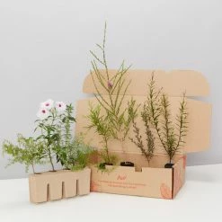 Shrubs Birds And Bees 🐝 Australian Native Plant Pack