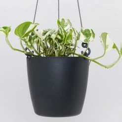 Gifts Pots & Hanging Baskets Eco-Friendly Self-Watering Hanging Basket 15 Gifts Pots & Hanging Baskets Eco-Friendly Self-Watering Hanging Basket