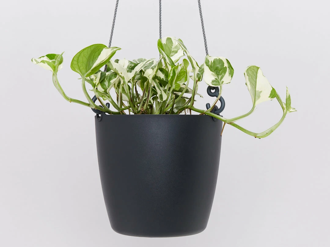 Gifts Pots & Hanging Baskets Eco-Friendly Self-Watering Hanging Basket 6 Gifts Pots & Hanging Baskets Eco-Friendly Self-Watering Hanging Basket
