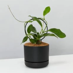 Pot + Plant Gift Box Hoya Gift Box - Includes Pot + Plant Stake + Soil Pet-friendly Indoor Plants