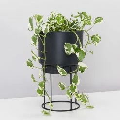 Elho Plant Stakes & Stands Eco Friendly ♻️ - Pot & Stand