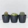 Elho Plant + Pot Multi Packs Mini Eco Gifting Pots With Cacti