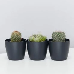 Elho Plant + Pot Multi Packs Mini Eco Gifting Pots With Cacti