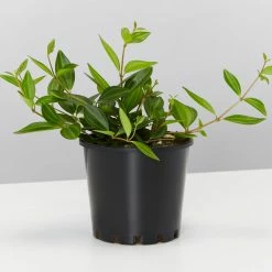Pot + Plant Gift Box Peperomia Puteolata Diamond - Pot + Plant + Soil