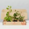 Indoor Garden Pothos Mixed Houseplant Pack 85mm Plant Packs
