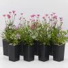 Shrubs Brachyscome Assorted Flower 🌸 Pack