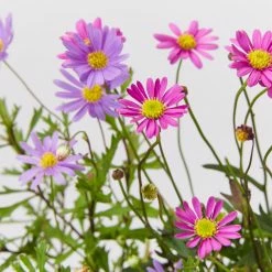 Shrubs Brachyscome Assorted Flower 🌸 Pack