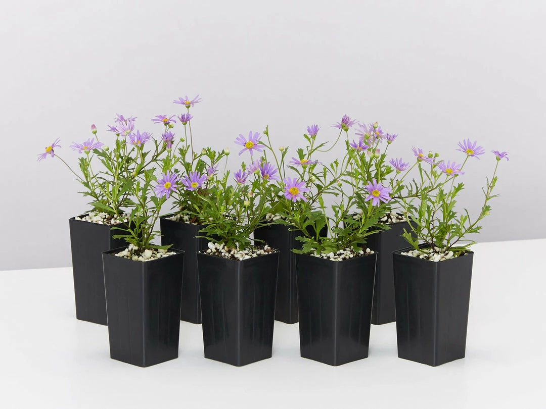 Shrubs Ground Covers Brachyscome Angustifolia Brasco Violet 3 Shrubs Ground Covers Brachyscome Angustifolia Brasco Violet