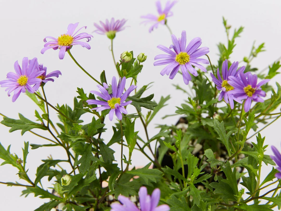 Shrubs Ground Covers Brachyscome Angustifolia Brasco Violet 4 Shrubs Ground Covers Brachyscome Angustifolia Brasco Violet