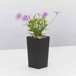 Shrubs Ground Covers Brachyscome Angustifolia Brasco Violet 10 Shrubs Ground Covers Brachyscome Angustifolia Brasco Violet